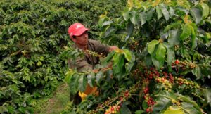 Potensi Komoditas Perkebunan Tinggi