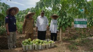Mustahik Binaan BAZNAS Panen Perdana 2,5 Ton Pepaya California