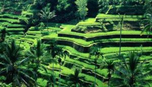 Menparekraf : Subak Berdampak Bagi Peningkatan Sektor Pariwisata 