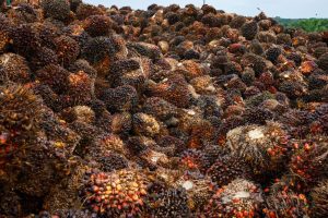 Pemerintah Komitmen Terapkan Mandatori Biodiesel B35 Tahun Ini