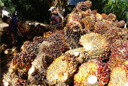 Kemendag : Harga CPO di Februari 2024 Naik 4,06 persen