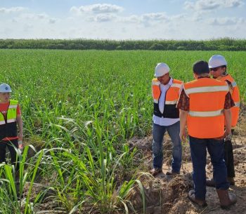 Penuhi Kebutuhan Gula, Kemenperin Dorong Industri Gula Terintegrasi di Perkebunan Tebu
