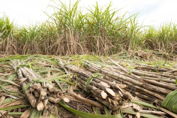 Bulog Berikan Bantuan Empat Traktor Tangan untuk Dukung Produktivitas Petani Tebu di Blora