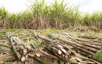 LPDB-KUMKM Gandeng BUMN Pangan Buka Akses Pasar Petani Tebu