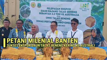 UNNI Talas Beneng Ekspor Perdana 3,2 Ton Daun Rajang ke Australia