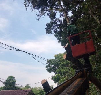 Gerak Cepat Pemkot Depok Pangkas Pohon Rawan Tumbang Diapresiasi