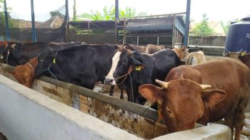 Kementan: 1.534 Sapi Perah Impor Asal Australia Tiba di Indonesia