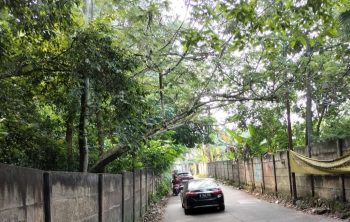 Waspada Berkendara di Kota Depok Rawan Pohon Tumbang
