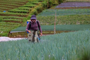 Nilai Tukar Petani Turun 116,71 di Mei 2024