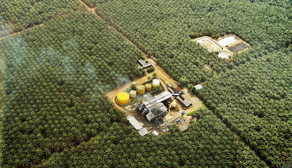 Pengusaha Kebun Sawit Diberi Deadline Urus Perizinan hingga 2 November 2023