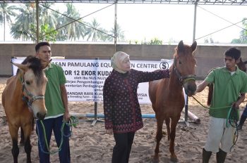 Campuran Gen Sandelwood dari Sumba NTT, Diminta Pasar Kuda Malaysia
