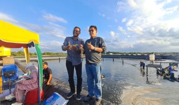 Kabupaten Aceh Timur Panen Raya Udang Vaname Aquakultur