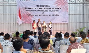 Koperasi di Sidoarjo Ekspor Rumput Laut ke Australia