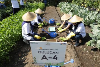 BRI Dukung Kelestarian Lingkungan, Kembangkan Urban Farming di Lahan Sempit