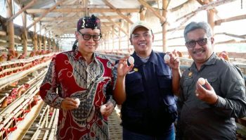 Ceruk Pasar Luas, Peternak Milenial Jatim Tangkap Peluang dari Ayam Arab