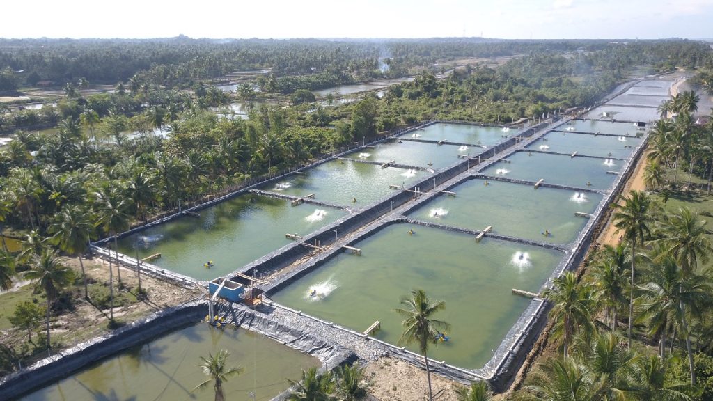 Wujudkan Konsep Blue Economy, Pada Budidaya Udang