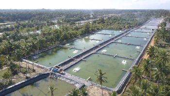 Wujudkan Konsep Blue Economy, Pada Budidaya Udang