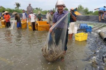 P3UW Atasi Kredit Macet di Tengah Serangan Wabah AHPND