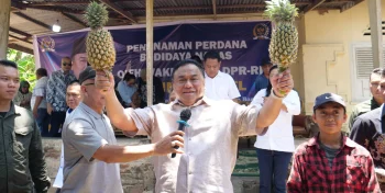 Wakil Ketua DPR Canangkan Gerakan Menanam Nanas di Gorontalo