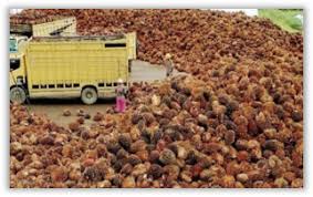Pemerintah Tetapkan Harga Referensi CPO Untuk BK USD18/MT