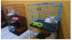 libur nataru jasa penitipan hewan