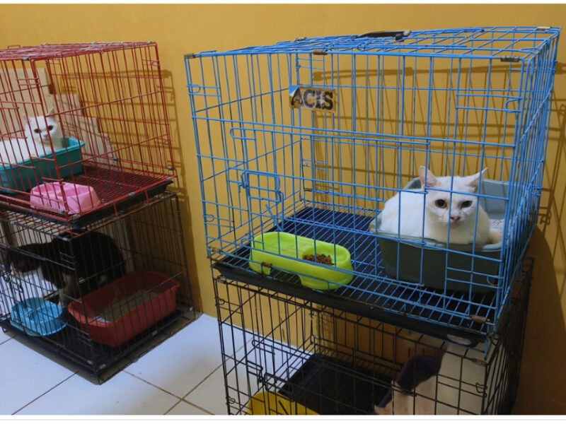 libur nataru jasa penitipan hewan