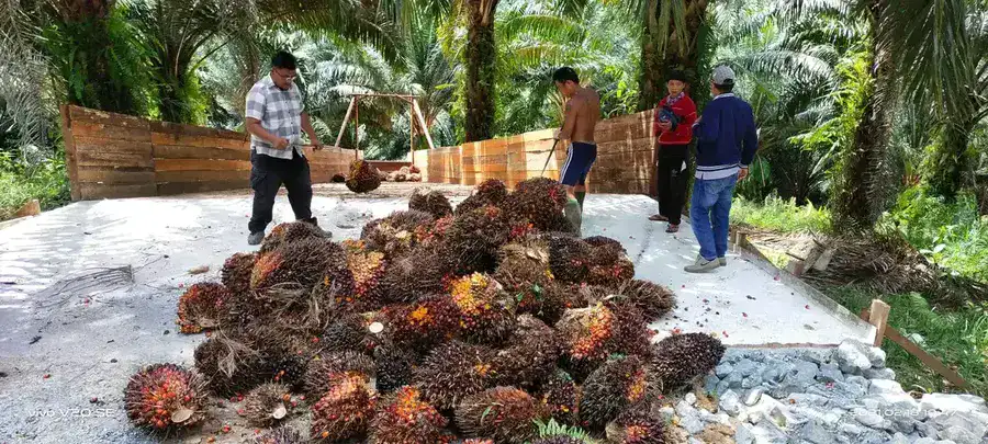 Panen Kelapa Sawit Koperasi Perkebunan Tampun Juah panen kelapa sawit koperasi tampun juah