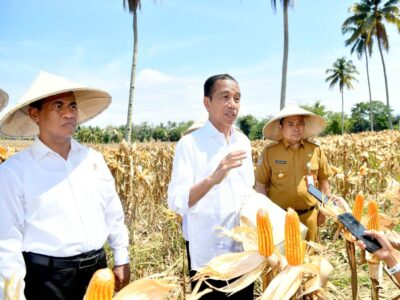 Presiden Jokowi Pastikan Produksi Jagung Akan Terus Meningkat