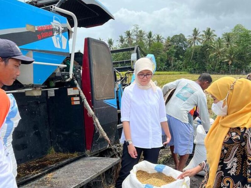 HPP Gabah Rp6.500/Kg Dorong Cadangan Beras Pemerintah Tembus 4 Juta Ton