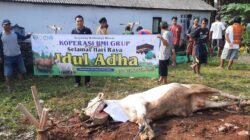 Idul Adha 1445 H, Koperasi BMI Grup Sembelih 40 Sapi Dan 197 Ekor Kambing