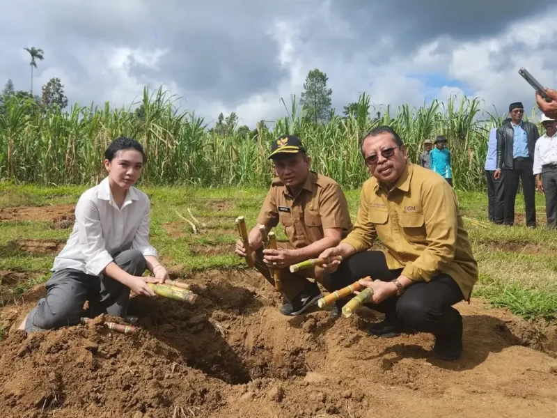 Pelatihan Koperasi Kana: Meningkatkan Produksi Gula Merah Petani Tebu di Kanagarian Lawang
