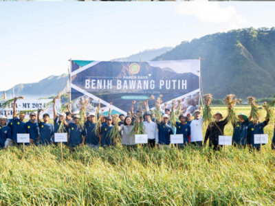 Panen Raya Benih Bawang Putih di Jalur Swasembada Nasional