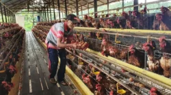 PLN Berdayakan Peternak Ayam Petelur di Kabupaten Malang karena Ingin Cegah Stunting