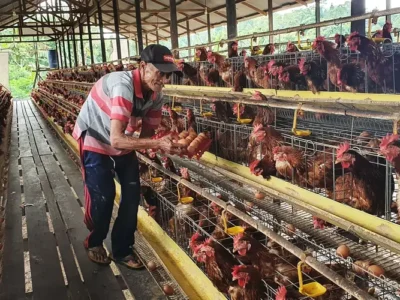 PLN Berdayakan Peternak Ayam Petelur di Kabupaten Malang karena Ingin Cegah Stunting
