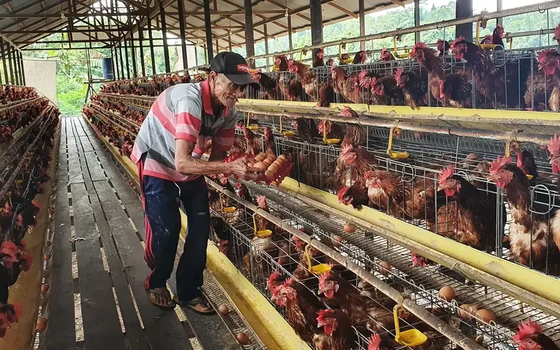 PLN Berdayakan Peternak Ayam Petelur di Kabupaten Malang karena Ingin Cegah Stunting