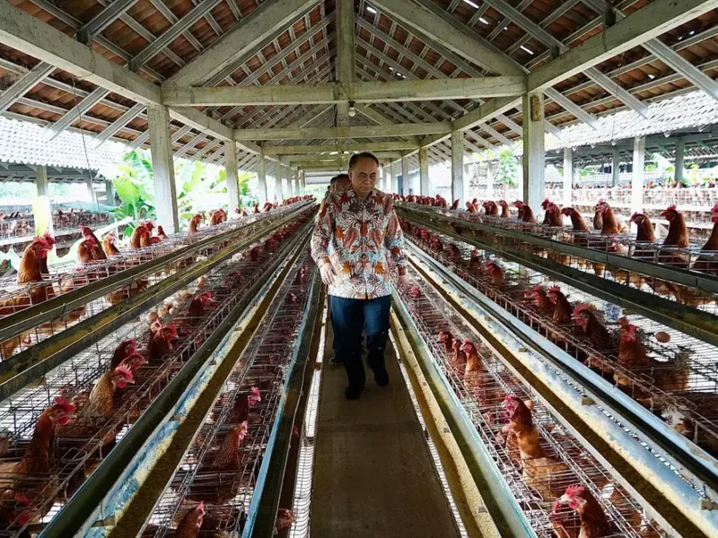 Menkop Dukung Koperasi Pinsar Petelur Nasional Masuk Program Makan Bergizi Gratis