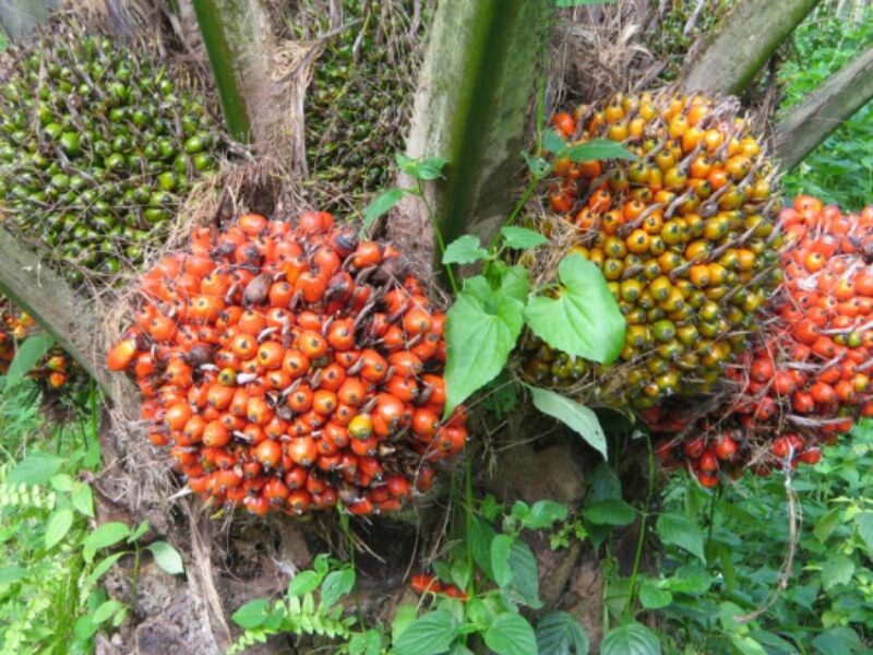 Harga Referensi CPO Menguat, Biji Kakao Melemah Periode April 2025