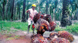 Empat KUD Binaan PTPN IV PalmCo Kantongi Sertifikasi RSPO, Sawit Rakyat Makin Berdaya Saing Global