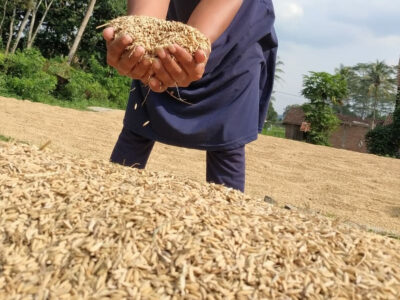 Optimalisasi Penyerapan Gabah Petani untuk Perkuat Ketahanan Pangan Nasional