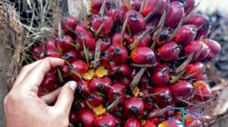 Buah sawit. Foto: mediacenter.riau.go.id