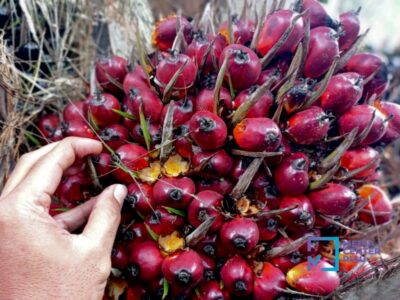 Pemerintah Tetapkan HR CPO Agustus 2025 Naik, HPE Biji Kakao Turun