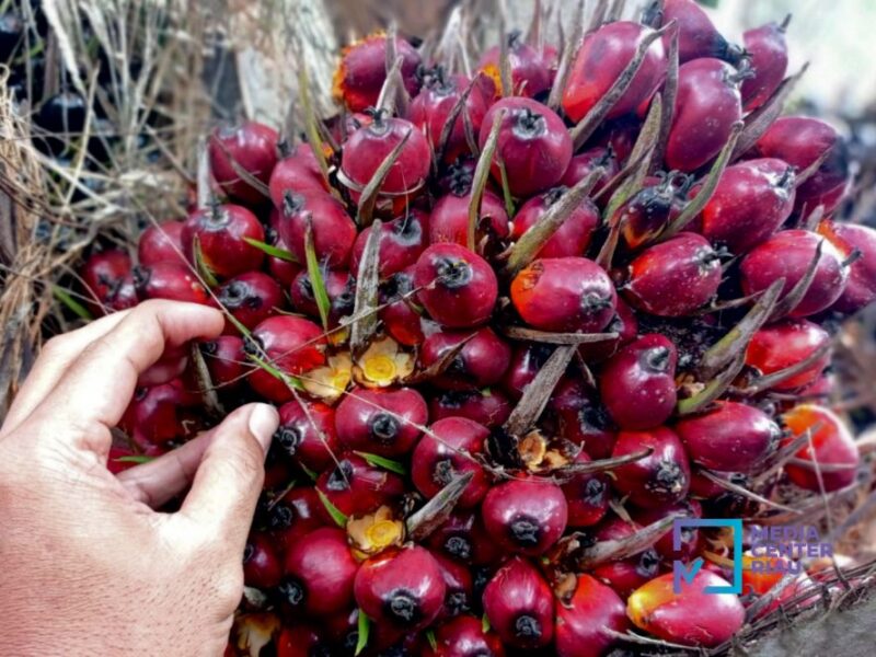 Buah sawit. Foto: mediacenter.riau.go.id