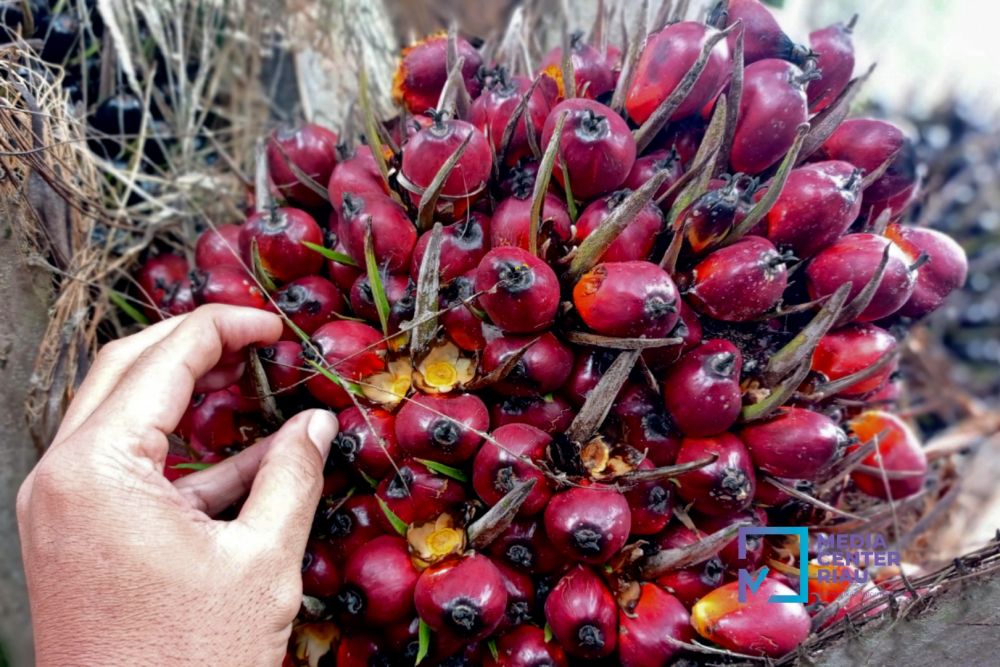 Buah sawit. Foto: mediacenter.riau.go.id