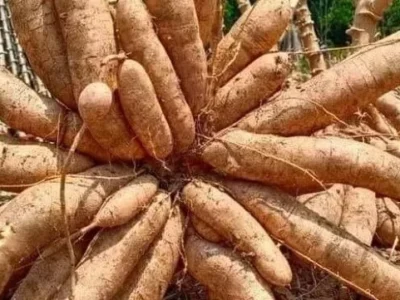 NFA Dorong UMKM Pangan Lokal
