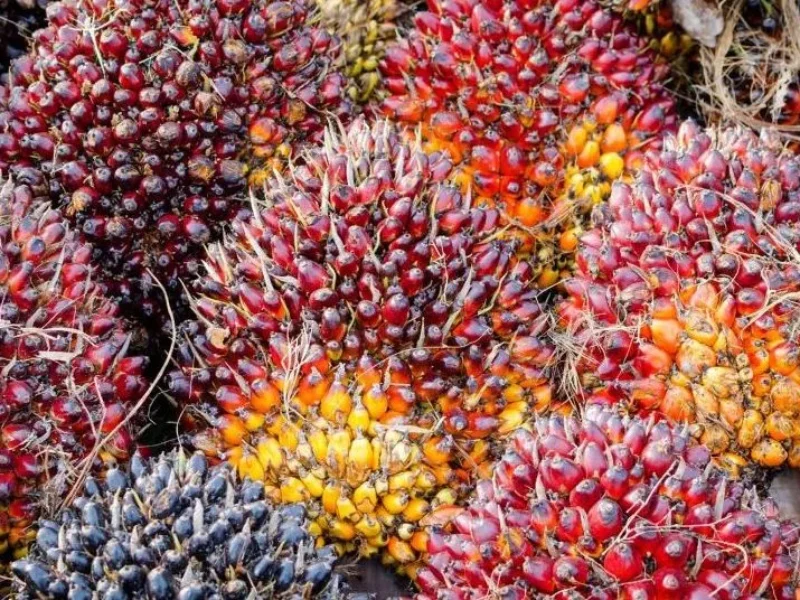 Harga Referensi CPO Juni 2025 Turun