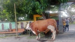 Presiden Prabowo Serahkan Sapi 1,25 Ton untuk Kurban di Masjid Istiqlal