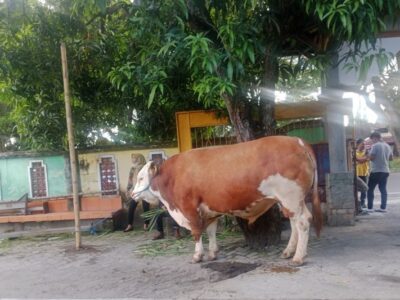 Presiden Prabowo Serahkan Sapi 1,25 Ton untuk Kurban di Masjid Istiqlal