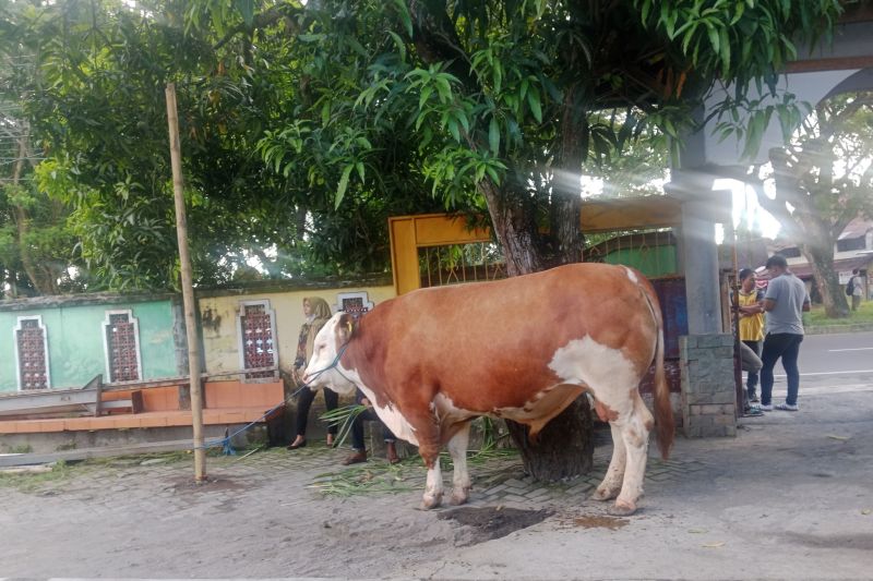 Presiden Prabowo Serahkan Sapi 1,25 Ton untuk Kurban di Masjid Istiqlal