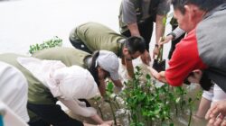 Penanaman bibit mangrove di Pulau Pramuka.