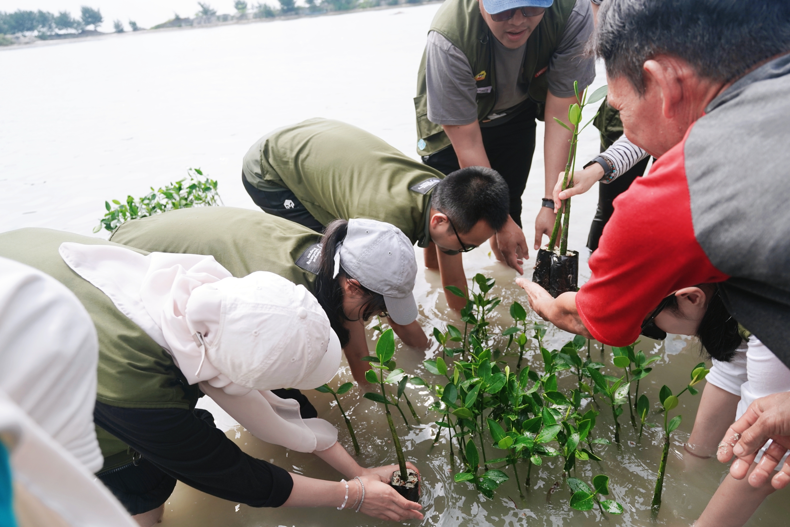 Penanaman bibit mangrove di Pulau Pramuka.